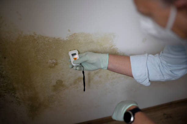 Best Residential Mold Inspection & Testing  in Navasota, TX